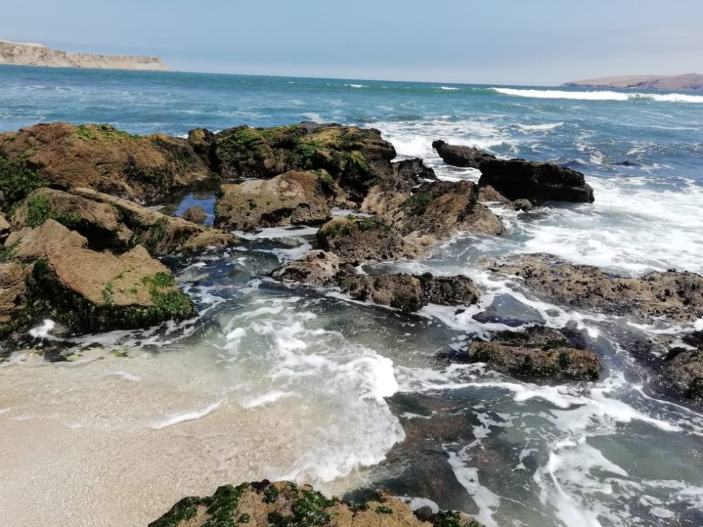 Maravíllate con la biodiversidad del bosque seco de la Reserva Nacional de Paracas en Ica